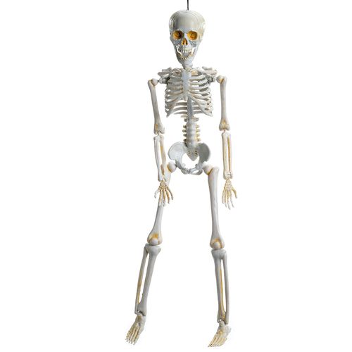 Esqueleto 3D Amom Articulável Luxo 40cm