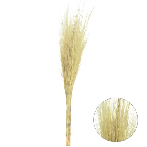 Capim Barba de Bode Desidratado - 70cm