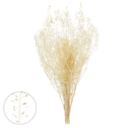 Sementinha Desidratado - 40cm