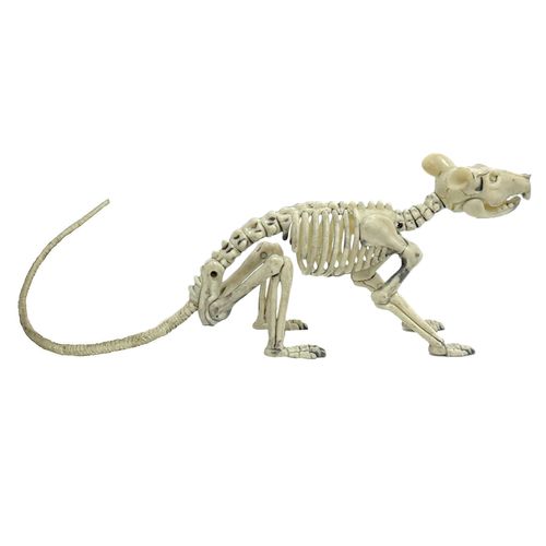 Esqueleto 3D Rato