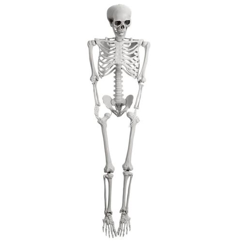 Esqueleto 3D Articulável 160cm
