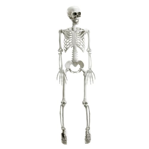 Esqueleto 3D Articulável Xavier 90cm