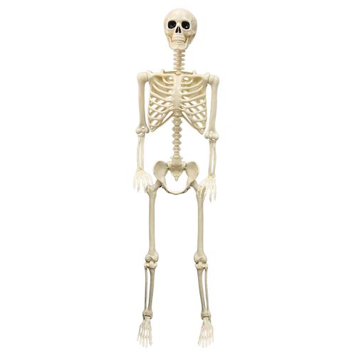Esqueleto 3D Articulável 160cm Jack